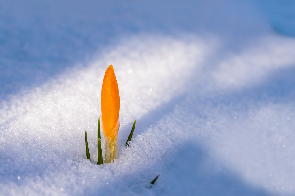 Orange crocus bloom poking up through the snow.