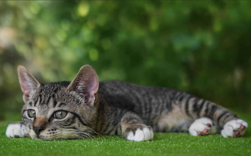 Gray kitten lying flat on a bed of grass relaxing.